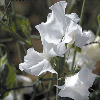 Picture of Sweet Pea - White Frills